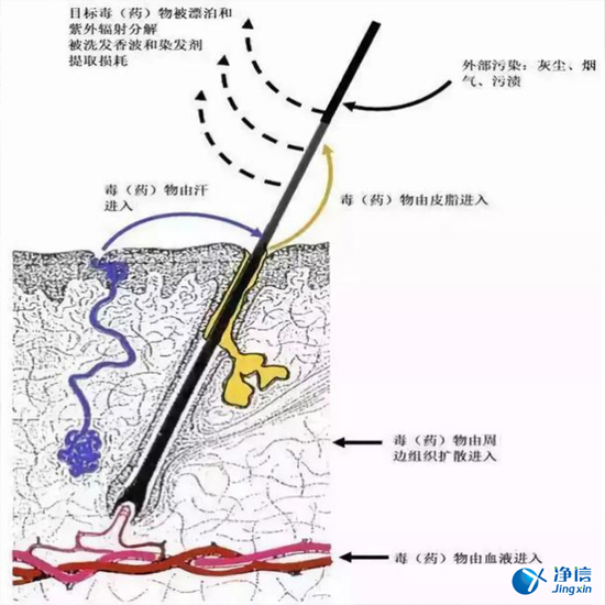  毛發(fā)毒品檢測儀檢測腿毛竟可以測出吸毒?做了全身脫毛也可以？